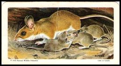 72BBATY 14 White Footed Mouse